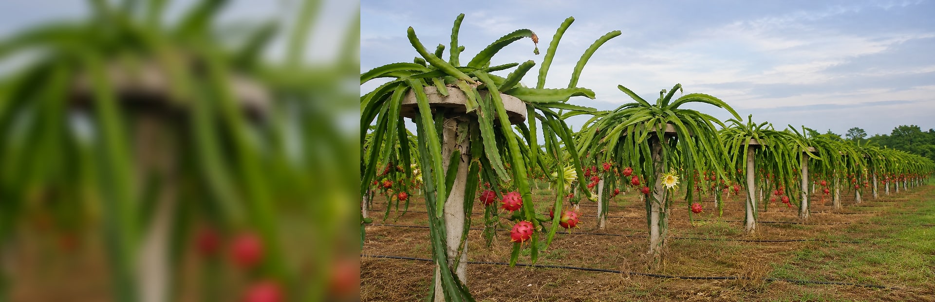 Our dragon fruit farm at sunrise